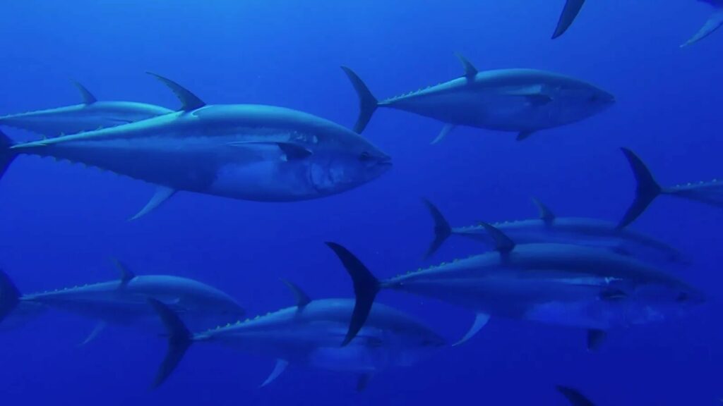 Grupo de atunes rojos nadando en aguas profundas del Mediterráneo