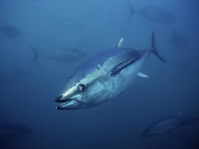 Atún rojo (Thunnus thynnus) nadando en aguas abiertas