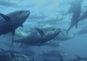 Atún-rojo-(Thunnus-thynnus)