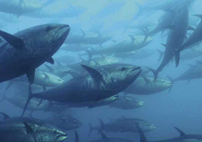 Atún-rojo-Thunnus-thynnus