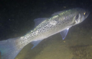 Baila (Dicentrarchus punctatus)