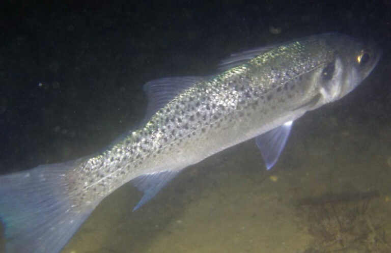 Baila (Dicentrarchus punctatus)
