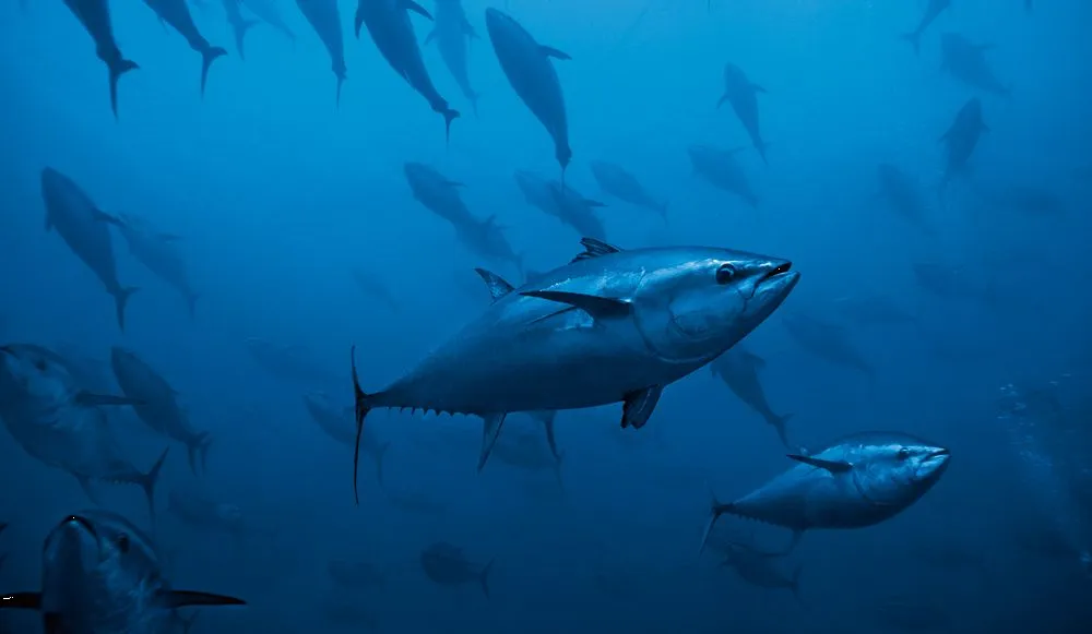 grandes-ejemplares-de-atun-rojo