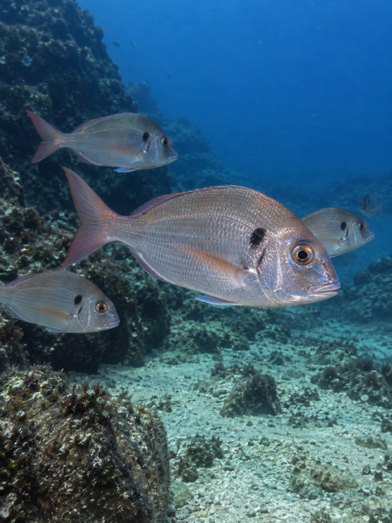 Banco de besugos o boraces (Pagellus bogaraveo) nadando sobre un fondo rocoso