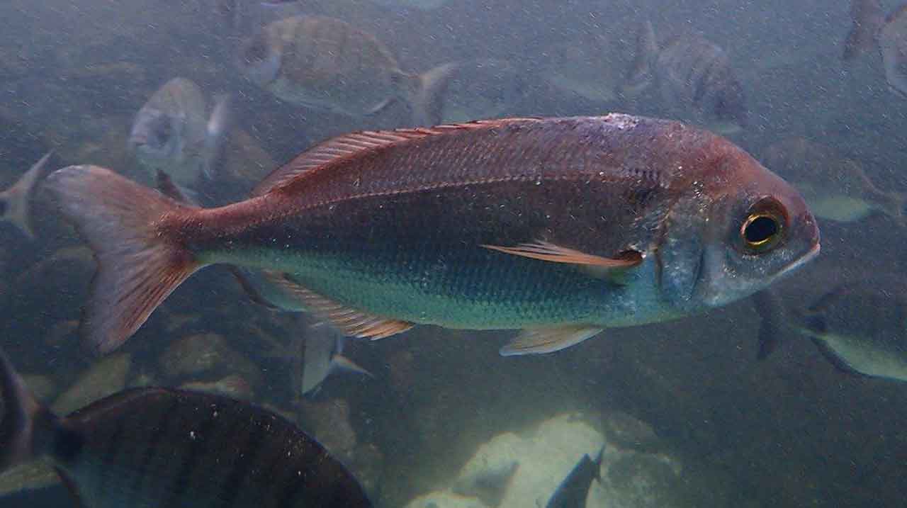 besugo o boraz Pagellus bogaraveo nadando en fondo profundo