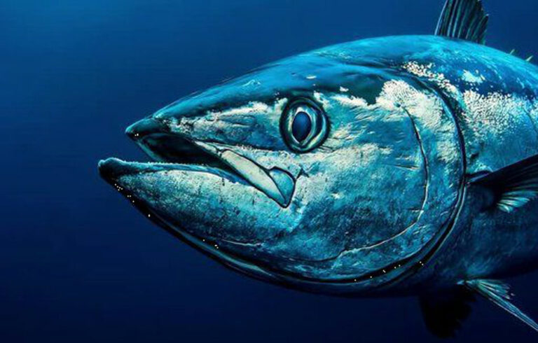 Bonito-del-norte