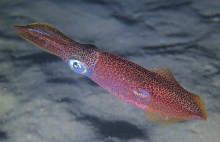 Calamar-(Loligo-vulgaris)