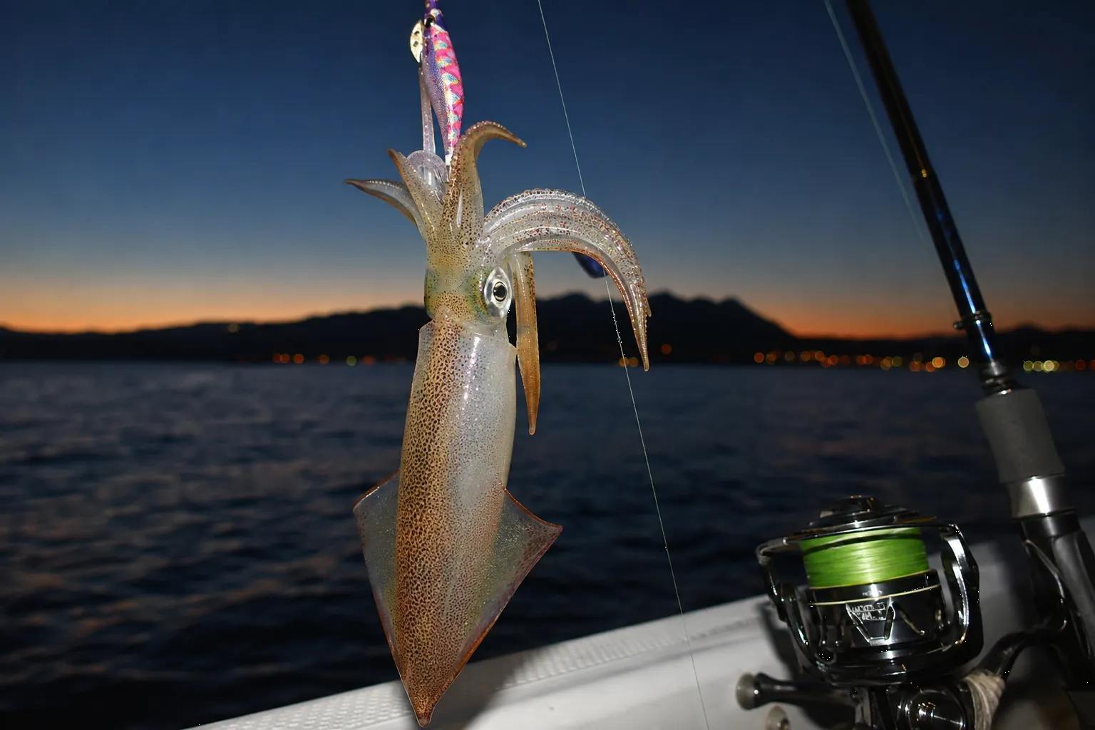 Calamar capturado con potera durante una jornada de pesca recreativa en Andalucía