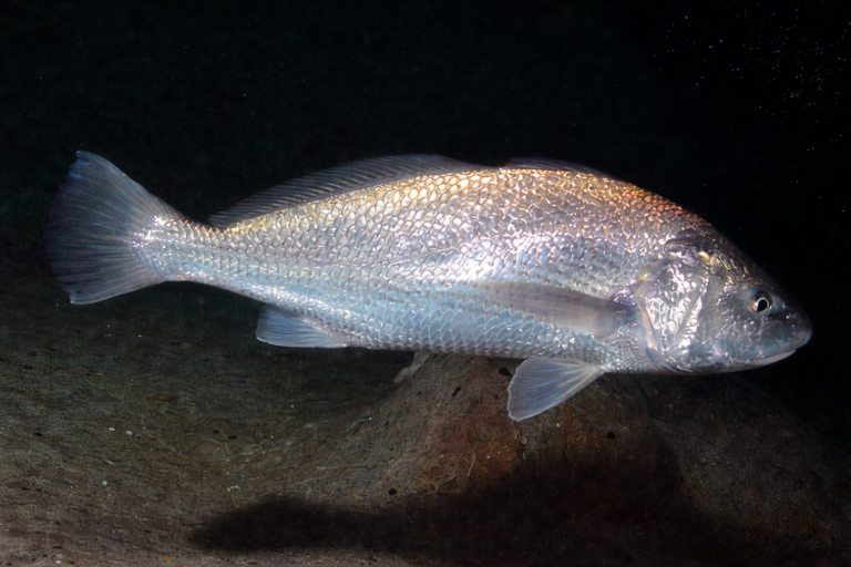 Corvina (Argyrosomus regius)