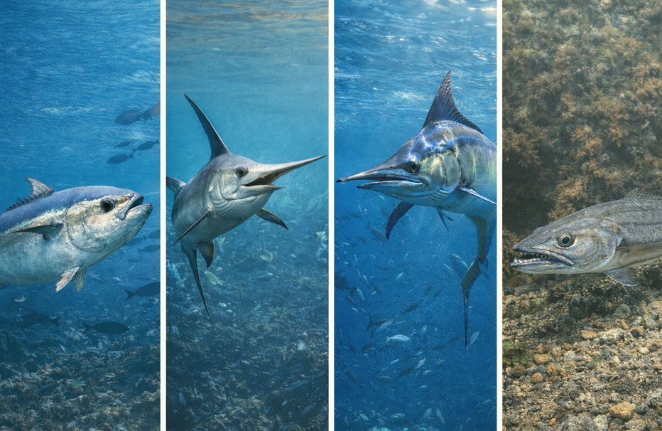 especies con protección diferenciada en pesca recreativa