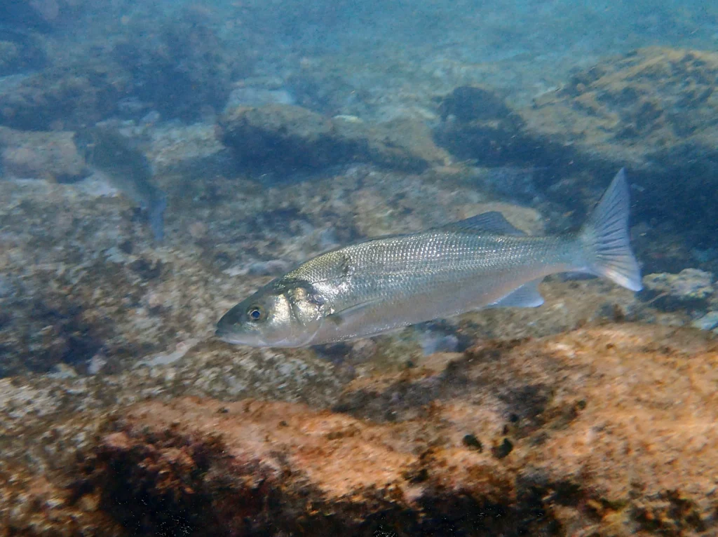 nueva ley de pesca recreativa de la lubina