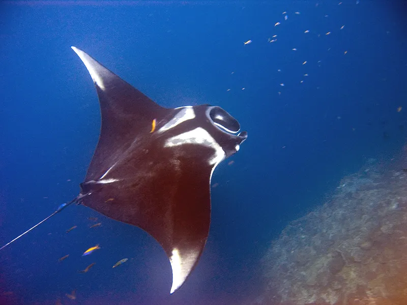 Manta gigante nadando en aguas abiertas sobre un fondo marino