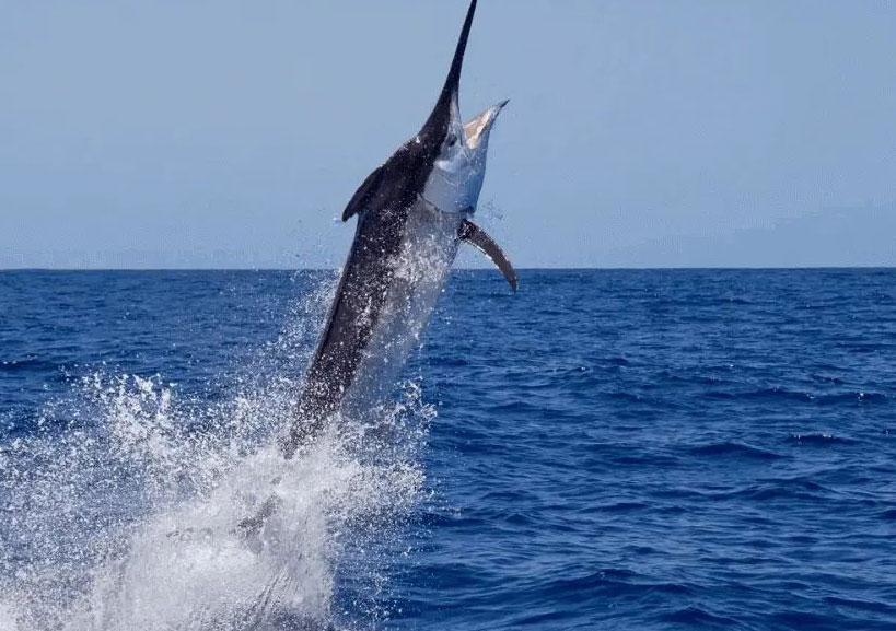 Marlín en pesca deportiva