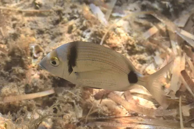 Mojarra nadando sobre un fondo de arena y vegetación marina