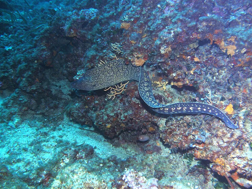 Morena del Mediterráneo (Muraena helena) nadando sobre un fondo mixto de arena y roca