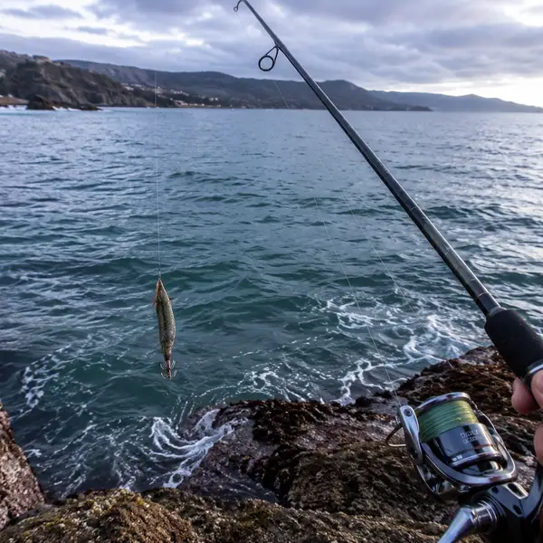 Normativa de pesca recreativa de choco o jibia en el País Vasco