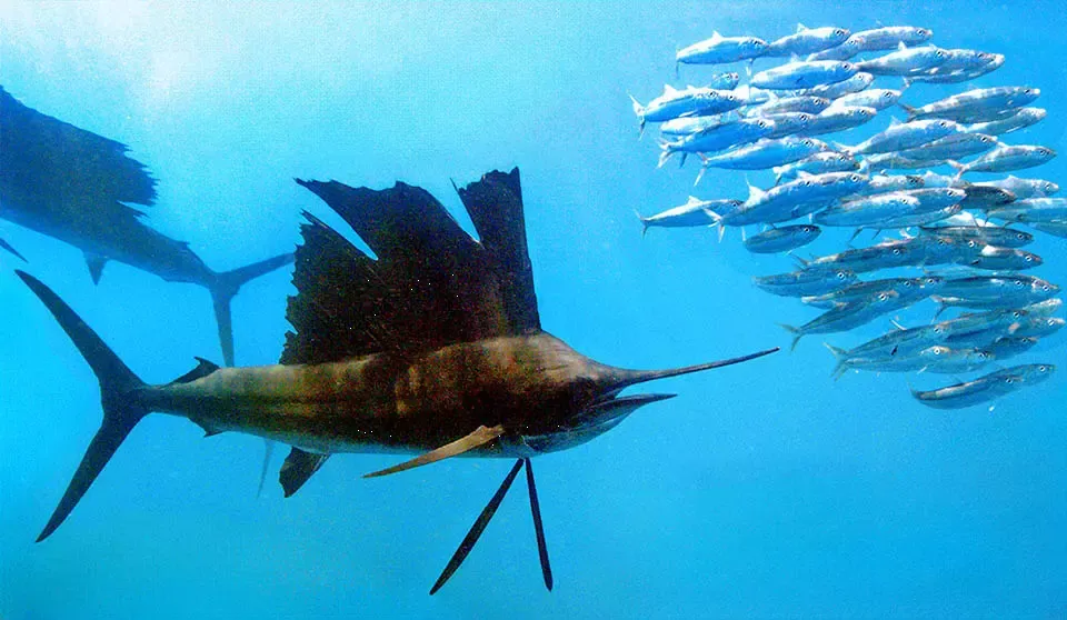 Pez vela (Istiophorus platypterus) persiguiendo un banco de peces pelágicos en aguas abiertas
