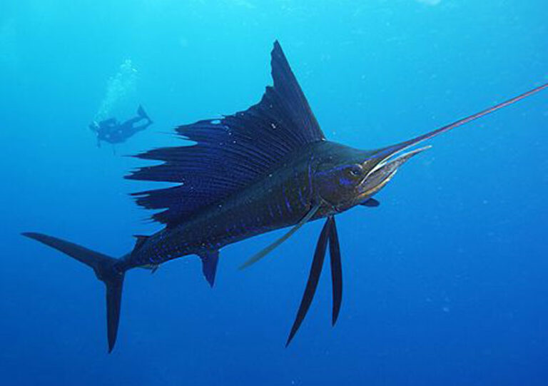 Pez-vela-stiophorus-platypterus