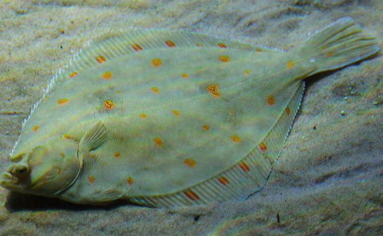 Platija-(Pleuronectes-platessa)