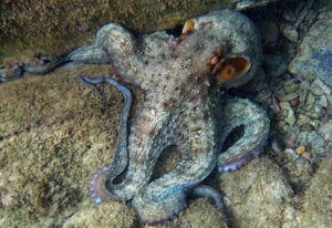 Pulpo-(Octopus-vulgaris)