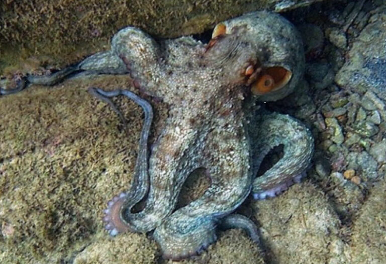 Pulpo-(Octopus-vulgaris)