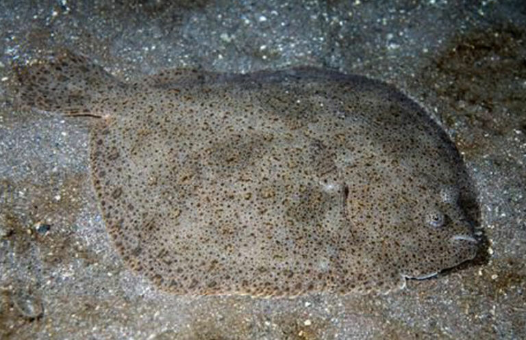 Rodaballo (Scophthalmus maximus)