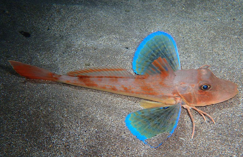 Rubio común (Chelidonichthys lucerna) en pesca recreativa