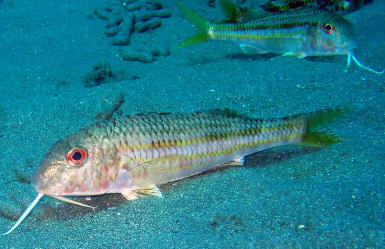 Salmonete-(género-Mullus)