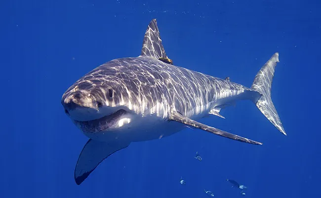 captura prohibida del tiburon blanco