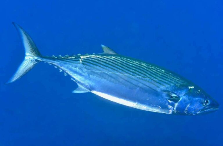 albacora