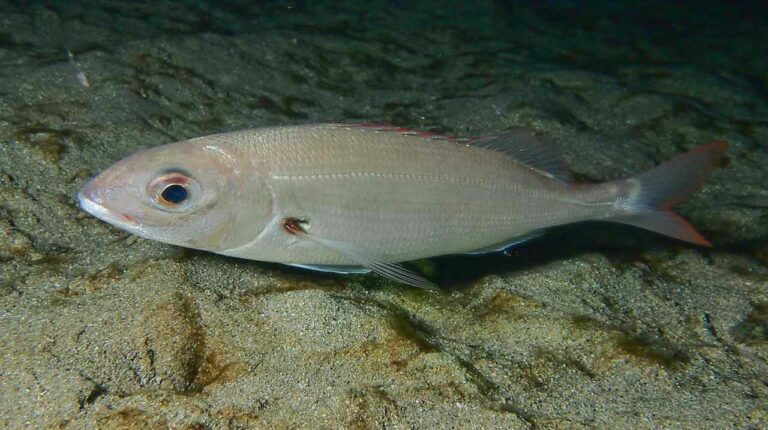 aligote-de-noche-posado-en-la-arena