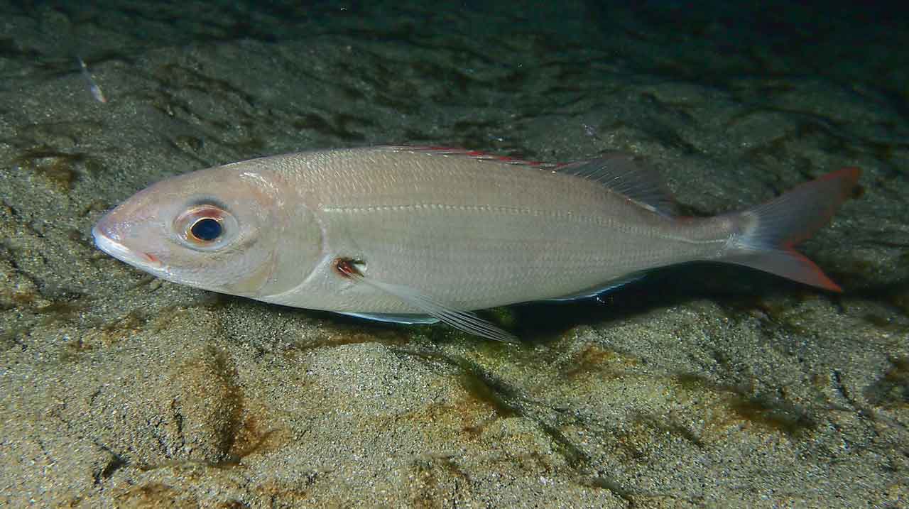 aligote Pagellus acarne posado de noche sobre fondo de arena