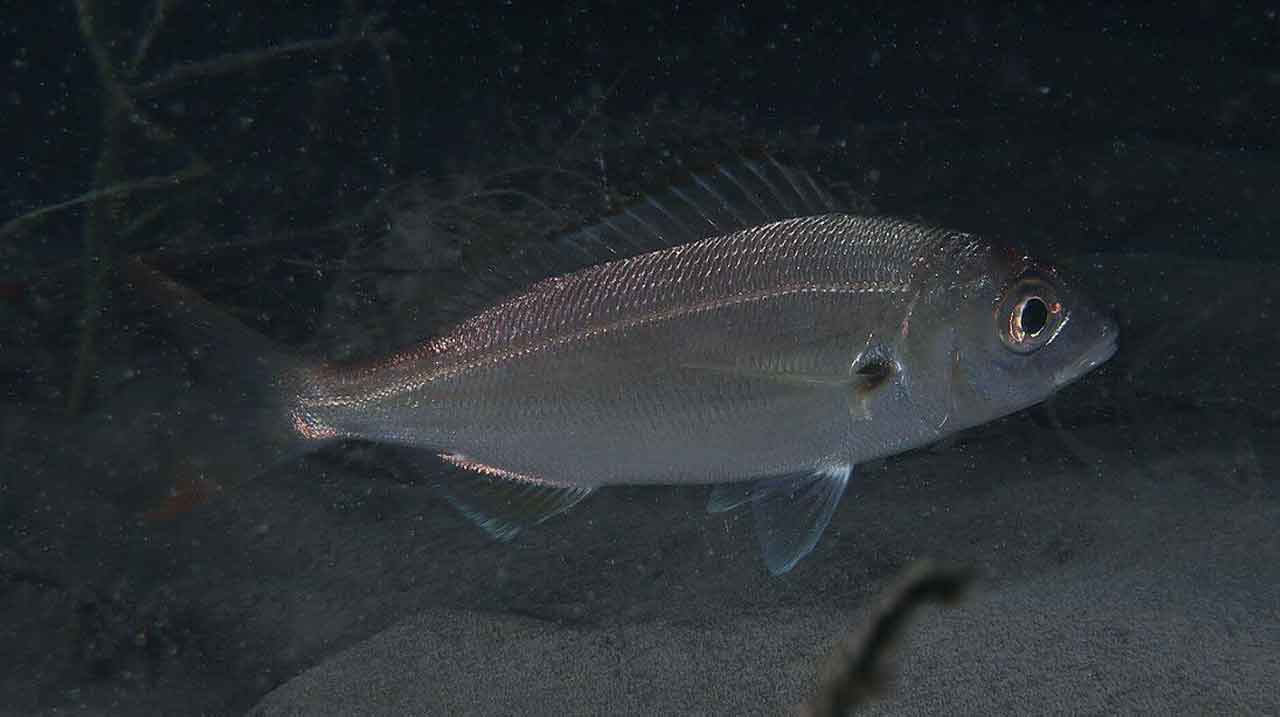 aligote Pagellus acarne patrullando de noche sobre fondo mixto