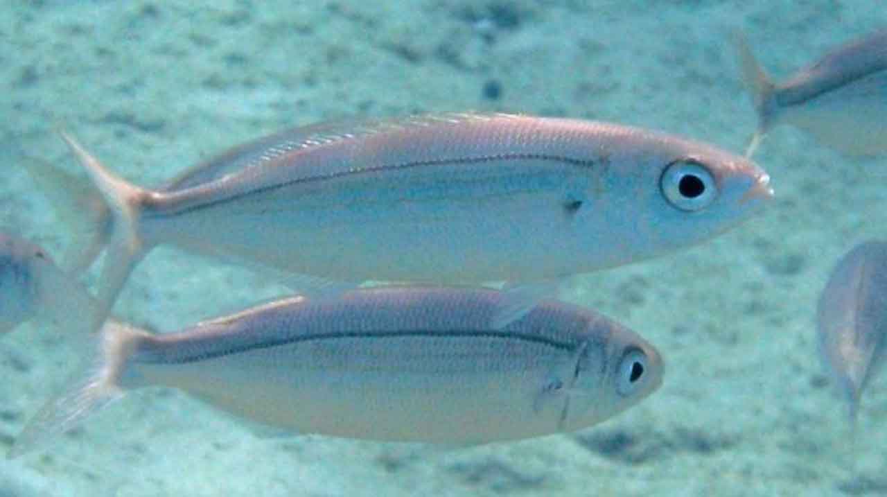 bogas alimentándose en grupo en agua clara cerca de estructura