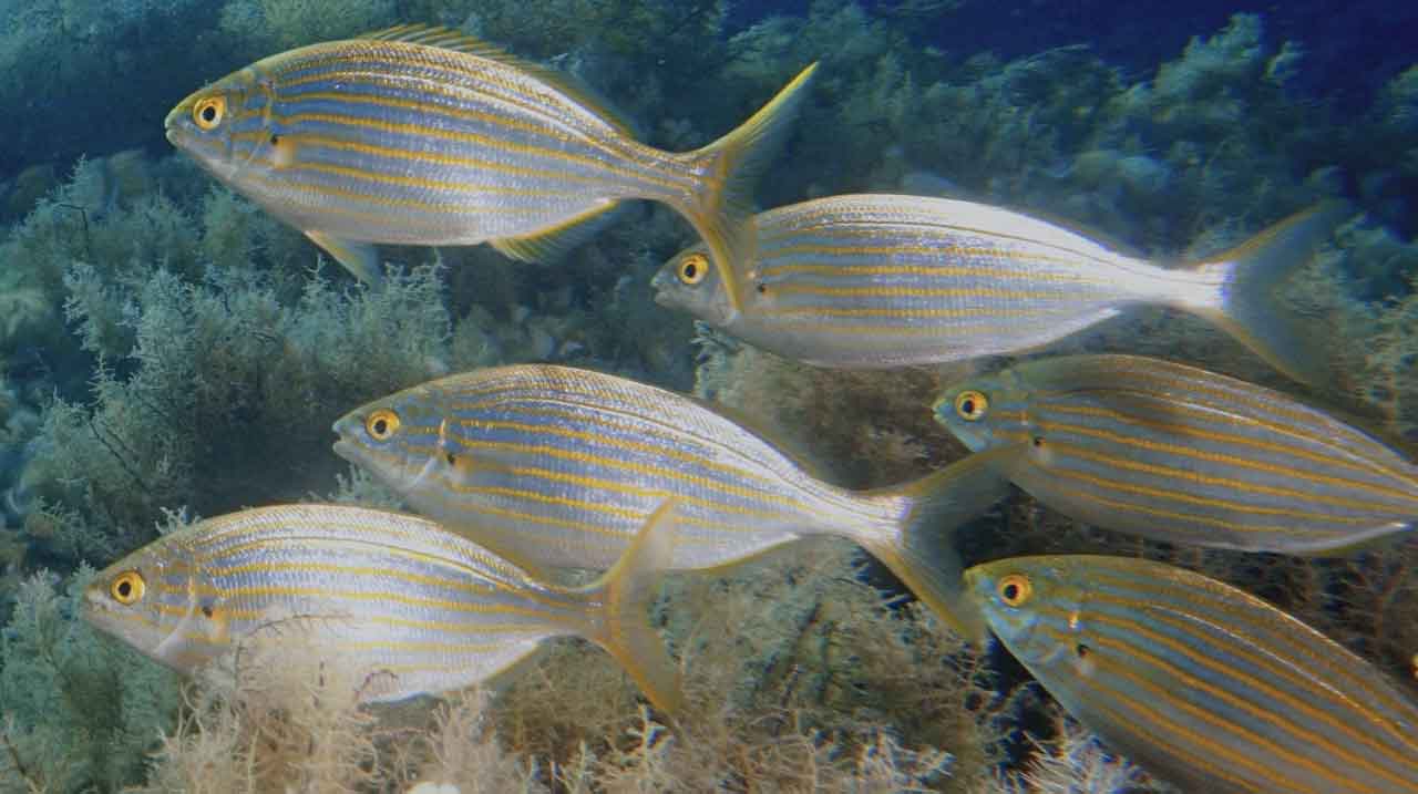 salema Sarpa salpa en banco sobre fondo rocoso costero