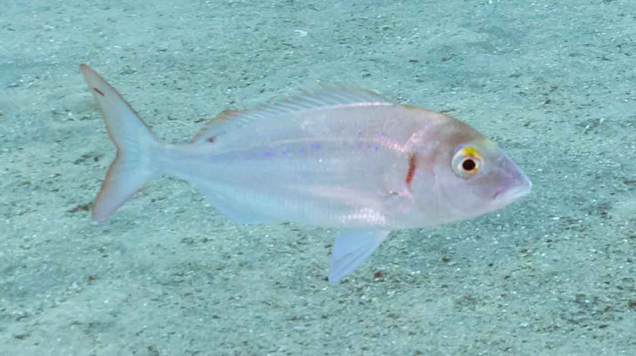 breca Pagellus erythrinus nadando sobre fondo arenoso cerca de zona mixta
