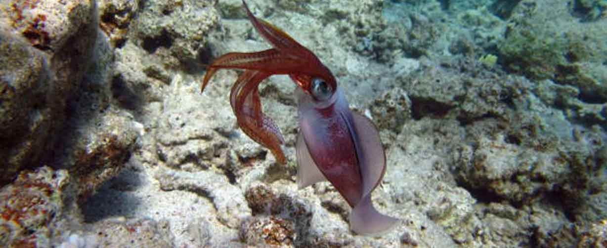 calamar en zona de roca con agua clara