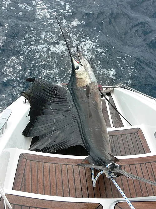 captura de pez vela