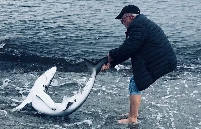 captura y suelta de tiburón