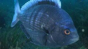 chopa