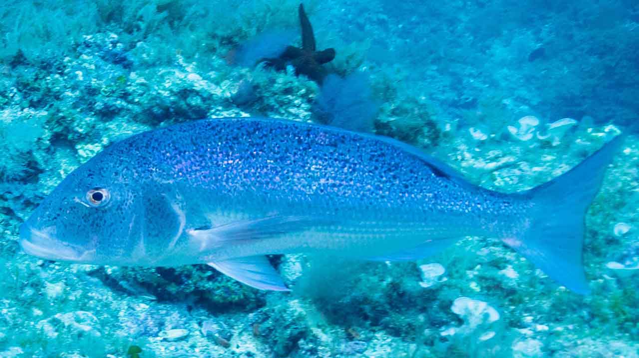 dentón buscando alimento en fondo de roca