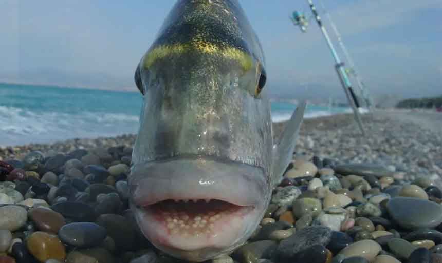 Dorada capturada a surfcasting en playa