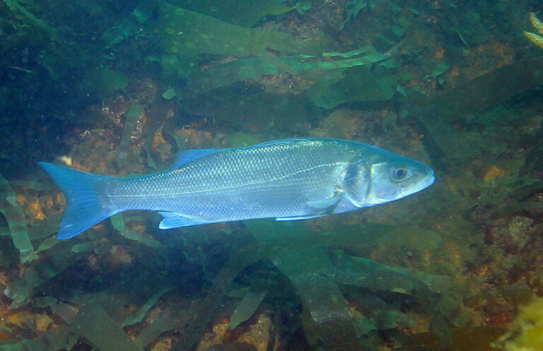 lubina (Dicentrarchus-labrax)