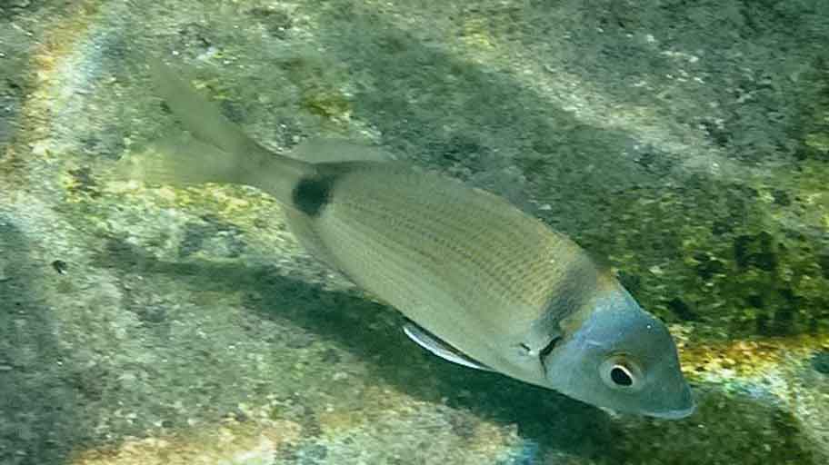 mojarra Diplodus vulgaris sobre fondo de arena