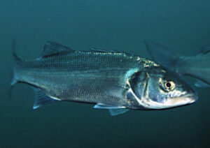 normativa-de-la-lubina-en-pesca-recreativa