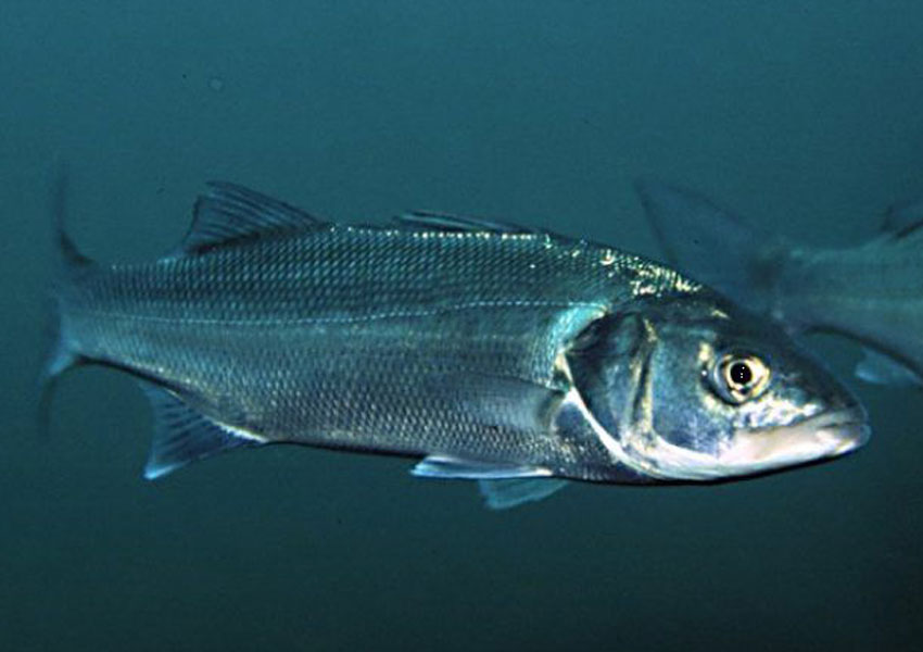 normativa-de-la-lubina-en-pesca-recreativa