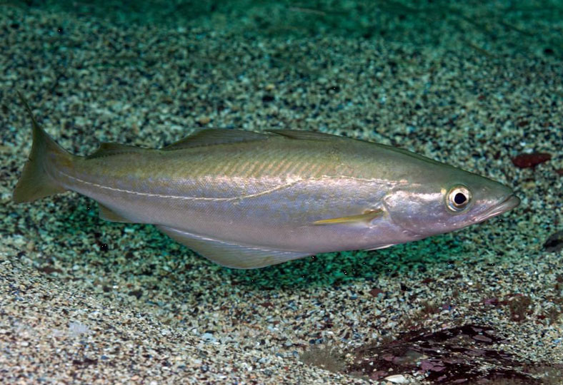 normativa-del-abadejo-atlántico-en-pesca-recreativa