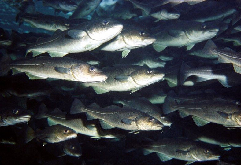 normativa-del-bacalao-en-pesca-recreativa