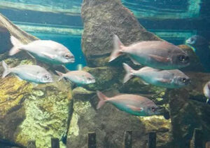 normativa-del-besugo-en-pesca-recreativa