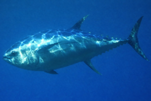 normativa del patudo en pesca recreativa